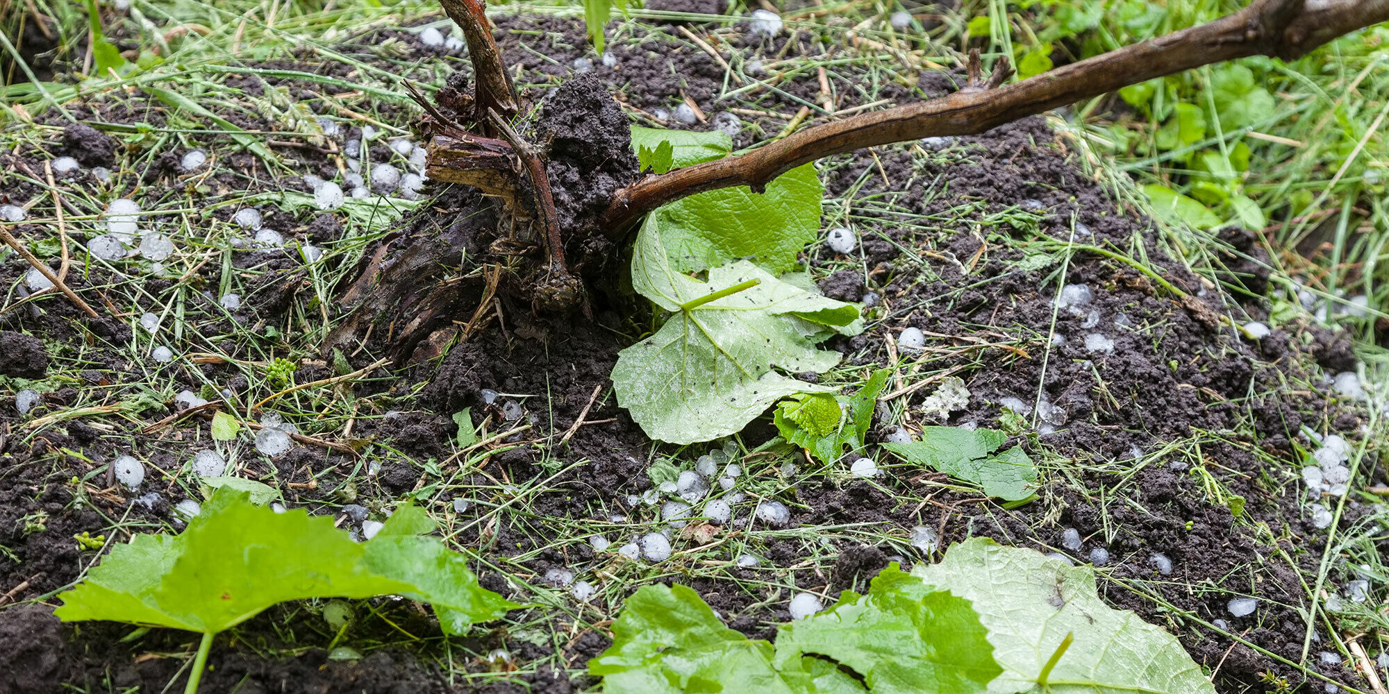 Blog post 2021 q3 uk farmers insurance hail damage