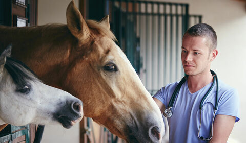 Veterinarian working with horses