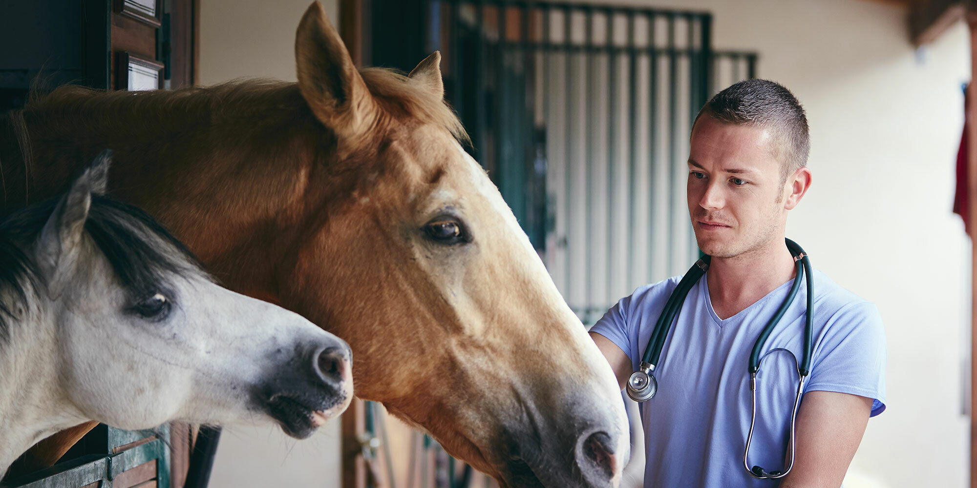 Veterinarian working with horses