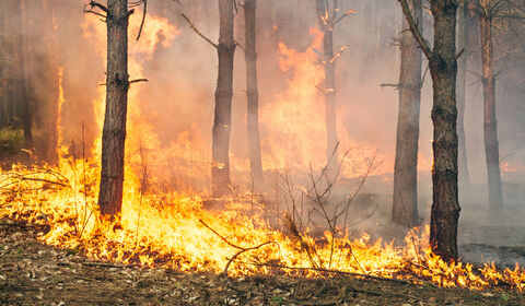 Wildfire burning through a forest with flames spreading across dry grass and trees.