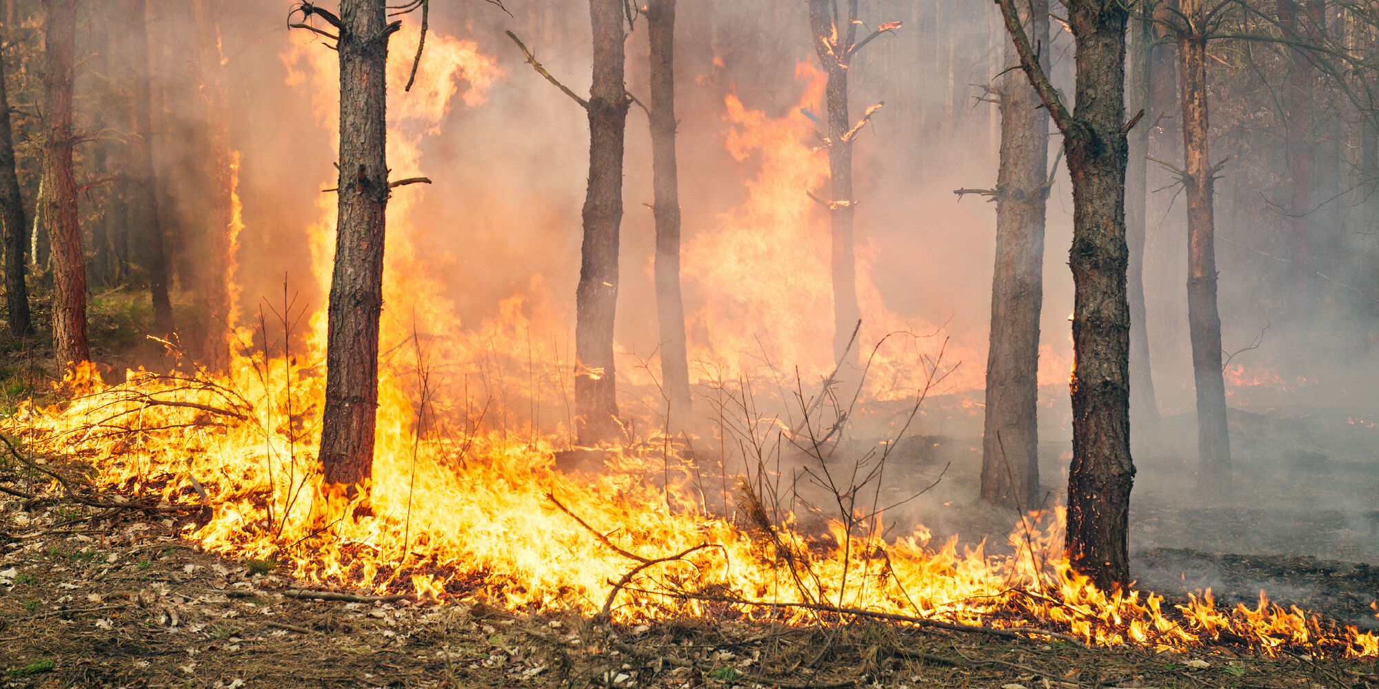 Wildfire burning through a forest with flames spreading across dry grass and trees.