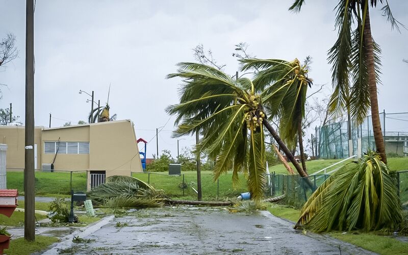 Hurricane Maria winds topple trees 
