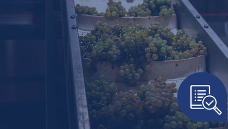 Grapes being sorted on a conveyor belt in a processing facility