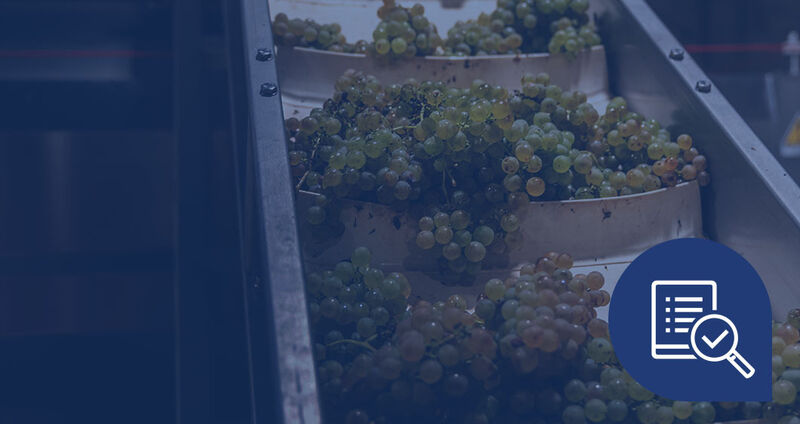 Bunches of green grapes are being processed on a conveyor belt in a factory setting