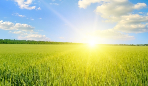Heatwave and agricultural claims